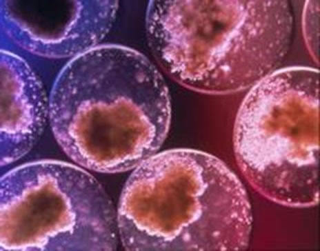 Cellule staminali osservate attraverso microscopio biologico a 400 ingrandimenti.