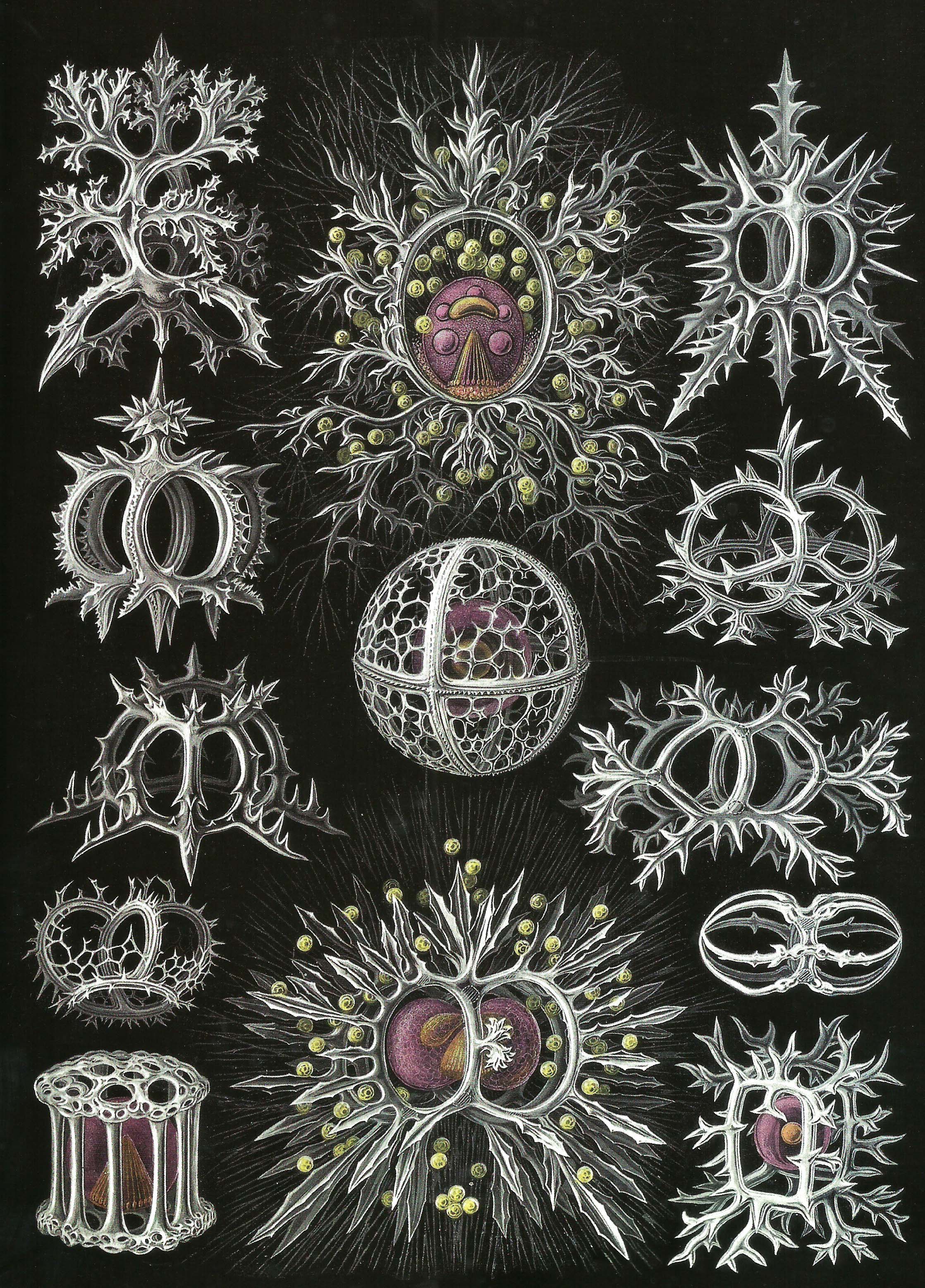 radicolari spinosi