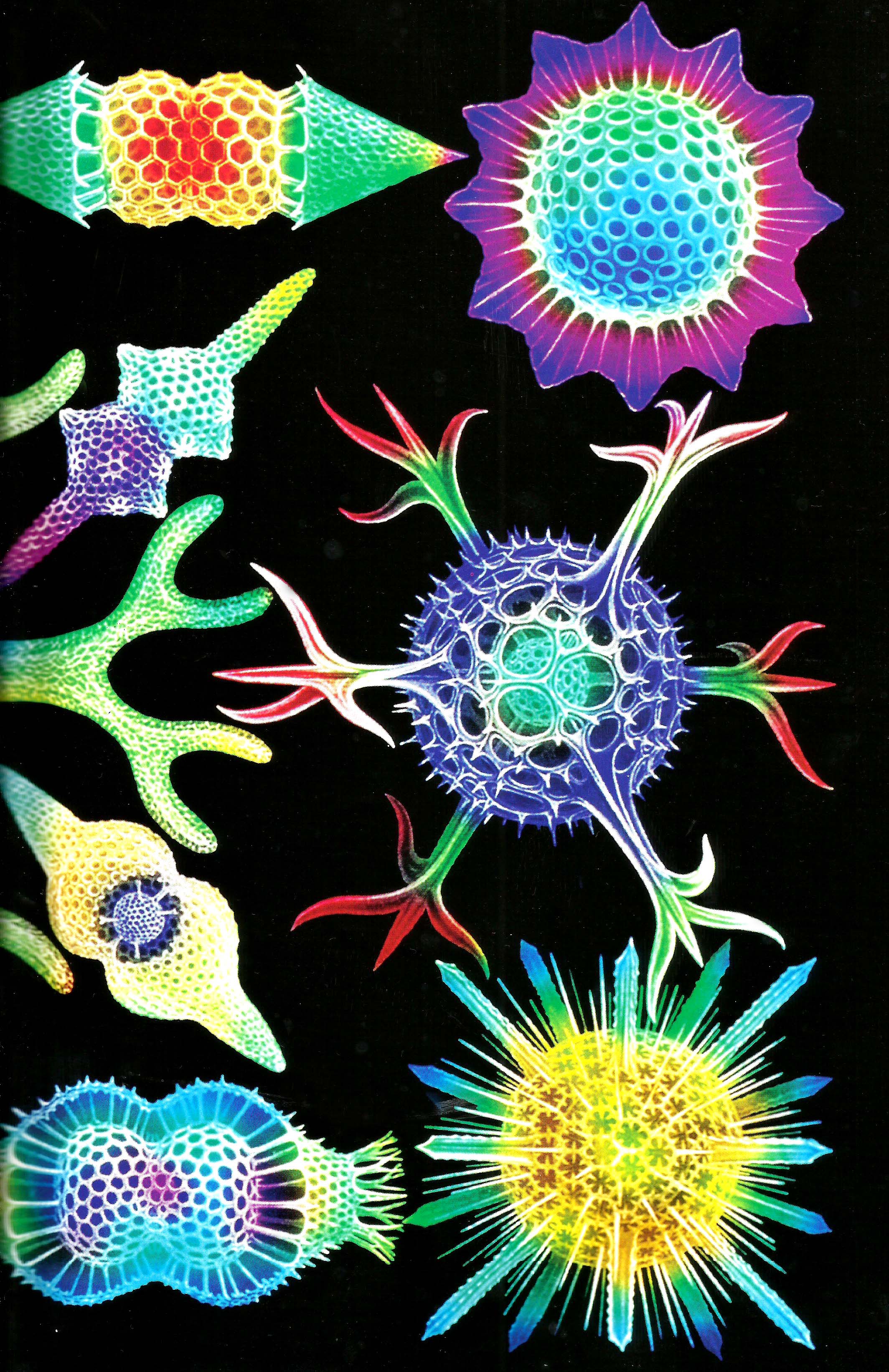 radicolari unicellulari